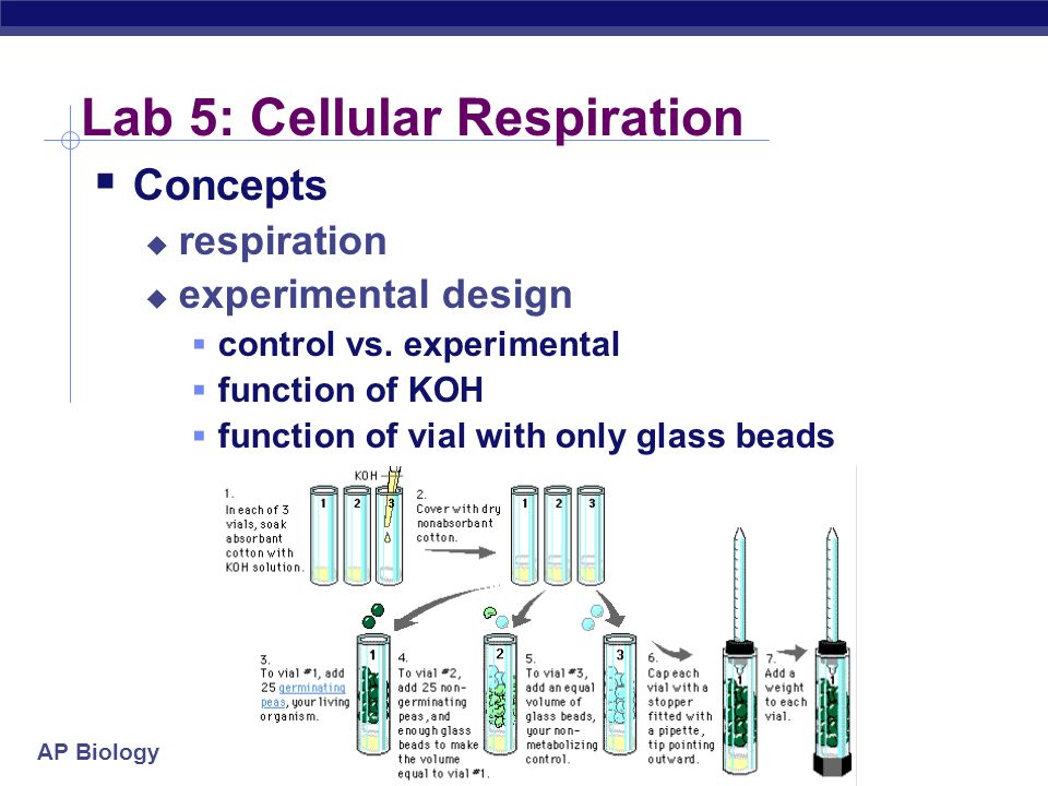 Investigation - What Factors Affect Cellular Respiration?